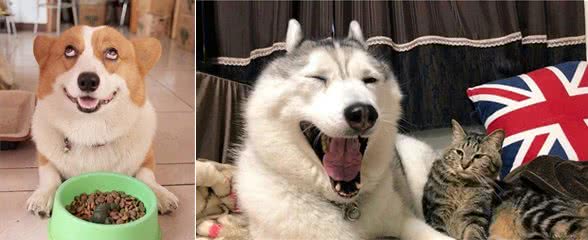 狗狗的6个面部表情，全都知道的，说明你了解它的心！
