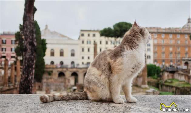 藏在人世间的猫天堂，撸猫8大绝佳胜地