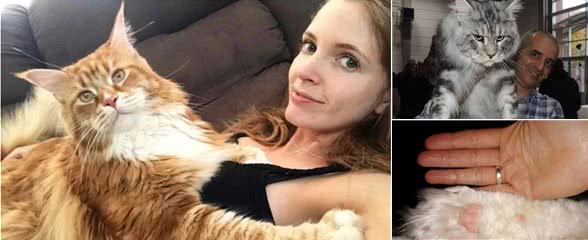 十几斤重的大猫压你胸口你幸福吗？拥有一只缅因猫是什么样的体验