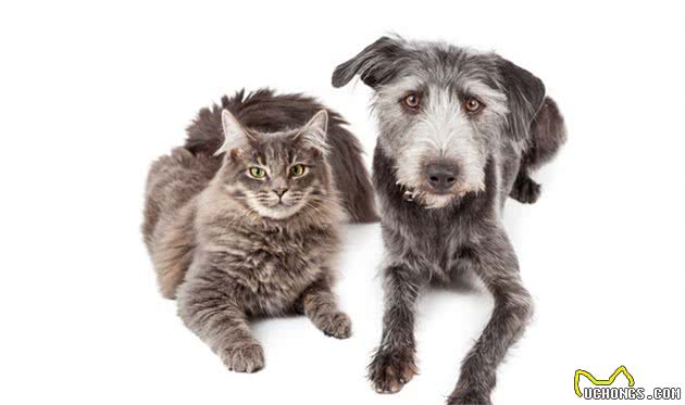 犬猫心脏衰竭是什么？该如何处理？两个病例告诉你答案