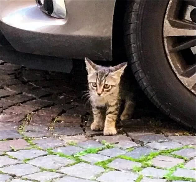 出门遛狗碰上的流浪猫，竟然每天定点蹲守，还跟踪到家