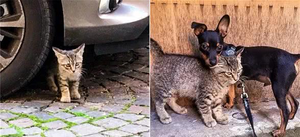 出门遛狗碰上的流浪猫，竟然每天定点蹲守，还跟踪到家