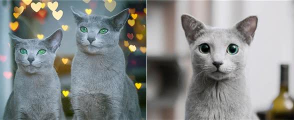 “冬精灵”俄罗斯蓝猫你喜欢吗