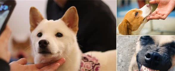 在你摸狗狗下巴时，在它眼里，其实代表这些意思