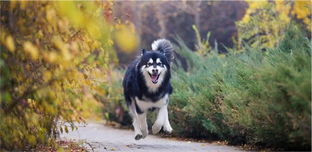 中大型犬，长得大长得快就是好吗？