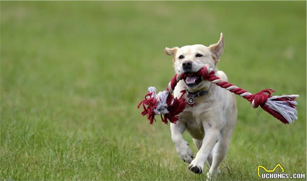 中大型犬，长得大长得快就是好吗？