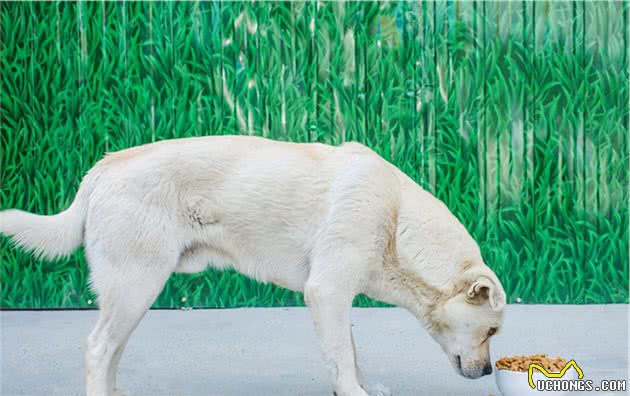 小编提醒：不要给狗狗吃这6种狗粮，对它没益处