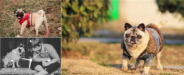 为什么很多巴哥犬都活不过15岁?背后的原因让人落泪