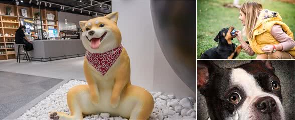 狗狗可不能当成猫来养，养狗你需要了解的知识