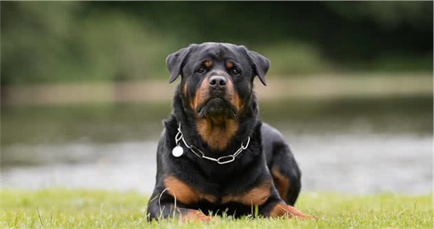 忠诚护主的罗威纳犬，为什么养的人那么少？