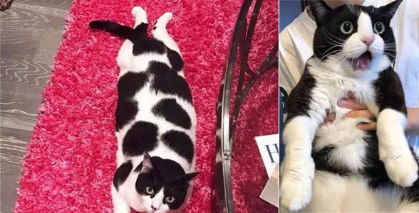 猫的二哈奶牛猫黑白猫