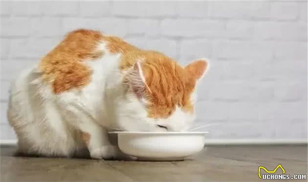 猫咪每天用的食碗有多脏？该如何正确清洗？