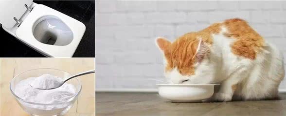 猫咪每天用的食碗有多脏？该如何正确清洗？