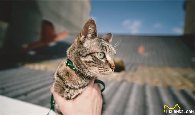 狸花猫，养过的人才知道，它有多优秀