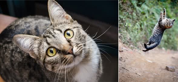 狸花猫，养过的人才知道，它有多优秀