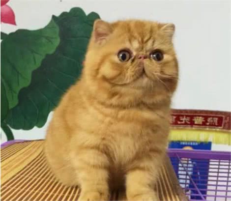 养加菲猫的5大注意事项，了解清楚后，才能养得更好
