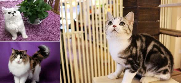 十大最受欢迎的宠物猫品种排行榜