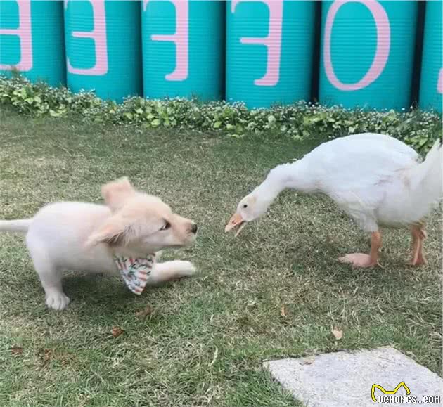 金毛幼犬竟淘到，疯狂追着连人都怕的它跑，真是风水轮流转…