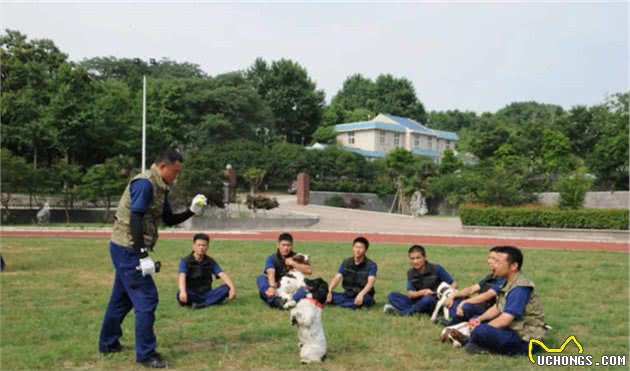 搜救犬“养成记”！如同闯关升级，差一步都不行