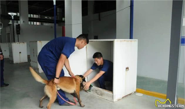 搜救犬“养成记”！如同闯关升级，差一步都不行
