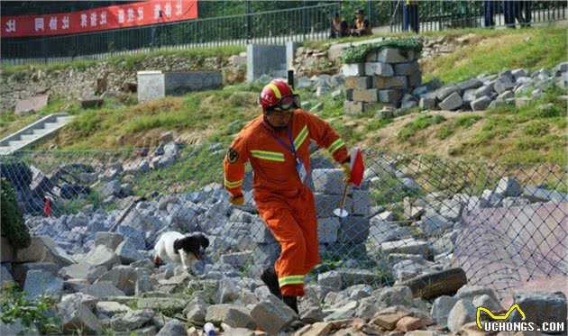 搜救犬“养成记”！如同闯关升级，差一步都不行