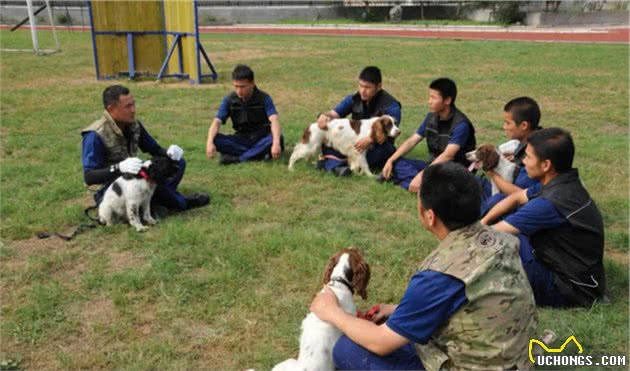 搜救犬“养成记”！如同闯关升级，差一步都不行