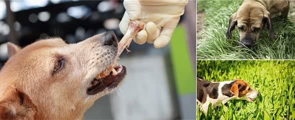 狗为什么要吃草？这个很常见的现象却有着复杂的答案