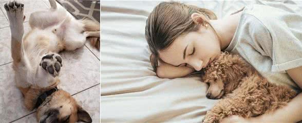 狗狗一旦有这些“睡姿”，说明你很幸福，狗狗对你的爱是真的