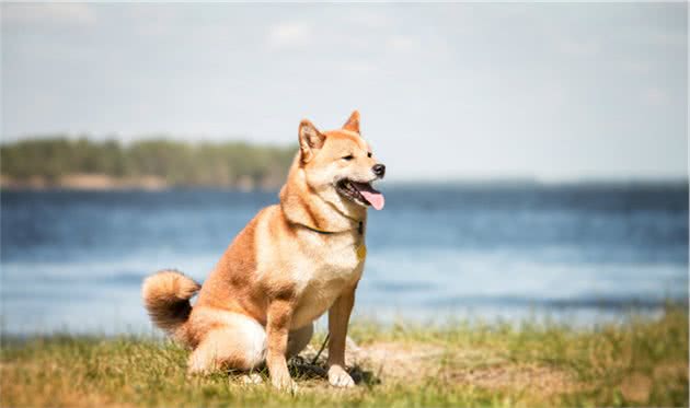 亲人柴犬喜欢与小姐姐互动，当红娘帮铲屎官找女友，终成美好姻缘