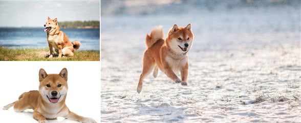 亲人柴犬喜欢与小姐姐互动，当红娘帮铲屎官找女友，终成美好姻缘