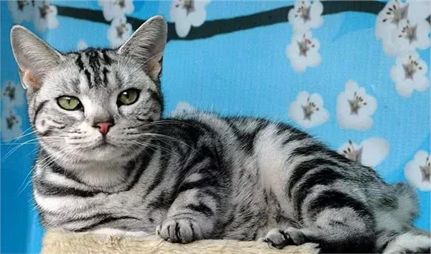 宠物猫咪品种之活泼好动的美国短毛猫