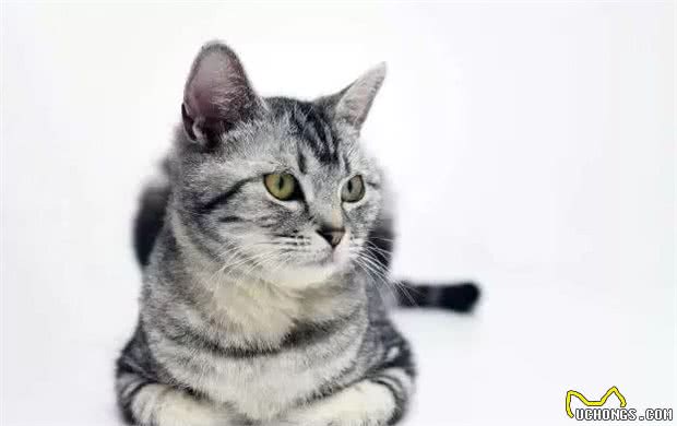 宠物猫咪品种之活泼好动的美国短毛猫