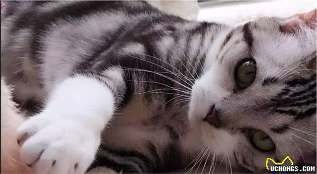宠物猫咪品种之活泼好动的美国短毛猫