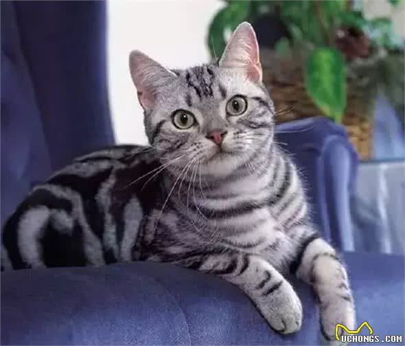宠物猫咪品种之活泼好动的美国短毛猫