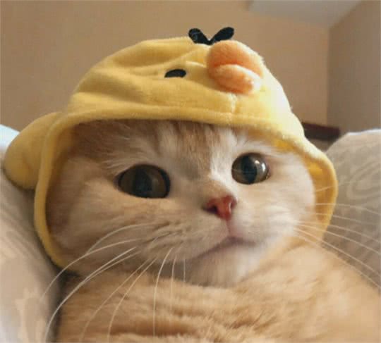 目前最受欢迎的6种“宠物猫”，萌得不像话