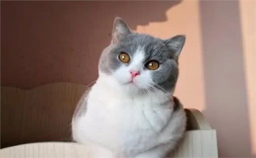 目前最受欢迎的6种“宠物猫”，萌得不像话