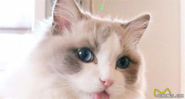 目前最受欢迎的6种“宠物猫”，萌得不像话