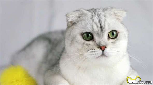 目前最受欢迎的6种“宠物猫”，萌得不像话
