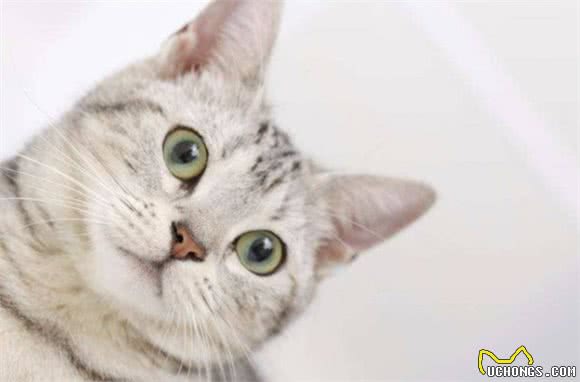 目前最受欢迎的6种“宠物猫”，萌得不像话