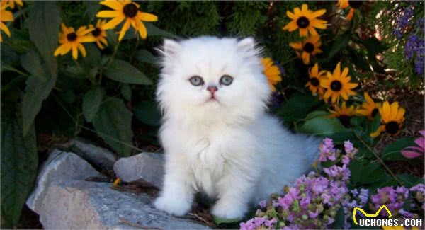 目前最受欢迎的6种“宠物猫”,萌得不像话