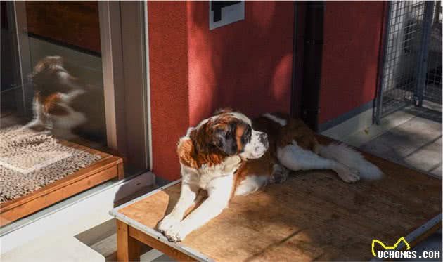 瑞士最古老的犬种，是救援好手却濒临灭绝，号称“阿尔卑斯山獒”