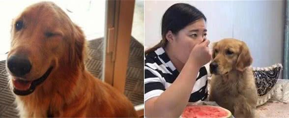 养了金毛犬后，这几个事实，你不得不承认