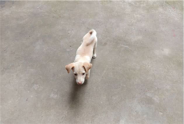 给狗狗正确的洗澡