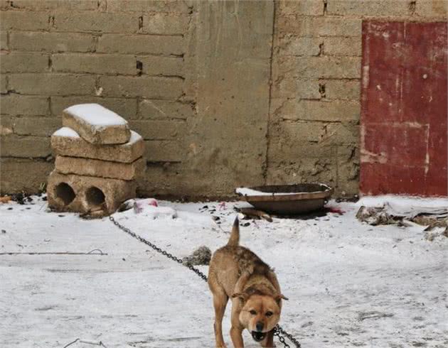 林区犬吠声