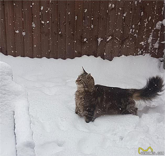 「双语」如果你觉得你的虎斑猫很有趣，那一定是没看过缅因猫吧