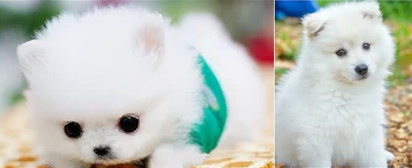 想不到你是这样子的博美，说好的乖巧呢？