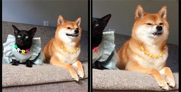 主人给猫咪打扮得花枝招展，却只给柴犬一条项链，狗：真会敷衍我