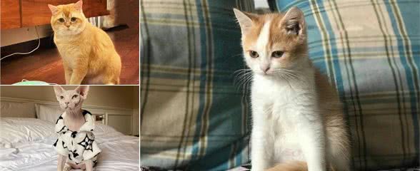 最高冷的3种猫和最黏人的3种猫，你养了哪种？