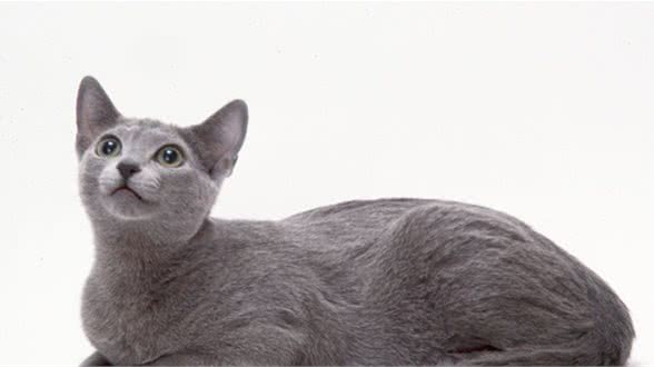 给大家介绍俄罗斯蓝猫