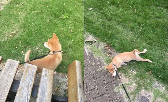 狗狗出门不肯排便,铲屎官很苦恼,应如何解决呢?